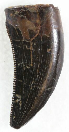 Theropod (Juvenile Tyrannosaur or Raptor) Tooth #30886